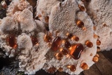 Abortiporus biennis image