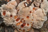 Abortiporus biennis image