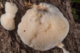 Climacodon pulcherrimus image