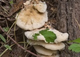 Climacodon pulcherrimus image