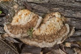 Trametes lactinea image