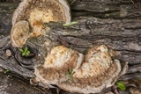 Trametes lactinea image