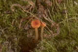 Rickenella fibula image