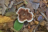 Podoscypha petalodes image