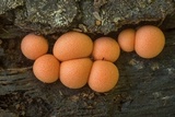 Lycogala epidendrum image