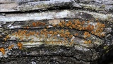 Caloplaca flavorubescens image