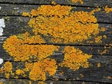 Xanthoria weberi image