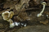 Meottomyces mutans image