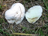 Lycoperdon pratense image