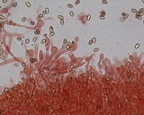 Meottomyces mutans image