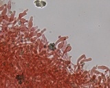 Meottomyces mutans image