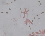 Meottomyces mutans image