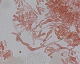 Meottomyces mutans image