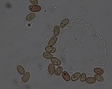Meottomyces mutans image