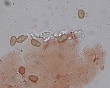 Meottomyces mutans image