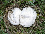 Lycoperdon pratense image