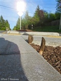 Morchella importuna image