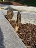 Morchella importuna image