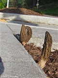 Morchella importuna image