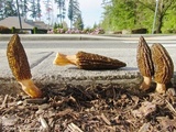 Morchella importuna image