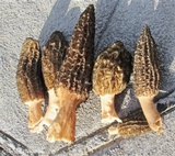Morchella importuna image