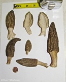 Morchella importuna image