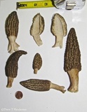 Morchella importuna image