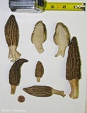 Morchella importuna image