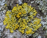 Xanthoria ulophyllodes image