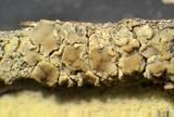 Lecanora expallens image