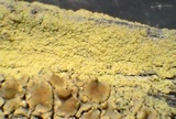 Lecanora expallens image