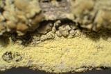 Lecanora expallens image