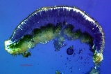 Lecanora expallens image