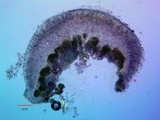 Lecanora expallens image