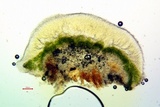 Lecanora expallens image