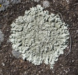 Xanthoparmelia plittii image
