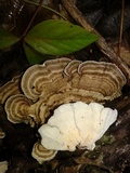 Trametes menziesii image