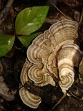 Trametes menziesii image