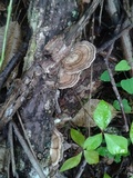 Trametes menziesii image