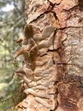 Fuscoporia ferruginosa image