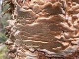 Fuscoporia ferruginosa image