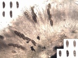 Hysterium angustatum image