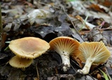 Cuphophyllus pratensis image
