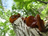 Auricularia fuscosuccinea image