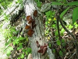 Auricularia fuscosuccinea image