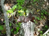 Auricularia fuscosuccinea image