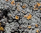 Rhizoplaca subdiscrepans image
