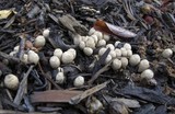 Cyathus olla image