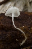 Hemimycena hirsuta image