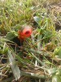 Mutinus elegans image